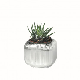 Argenesi vaso natura svasato 7 cm